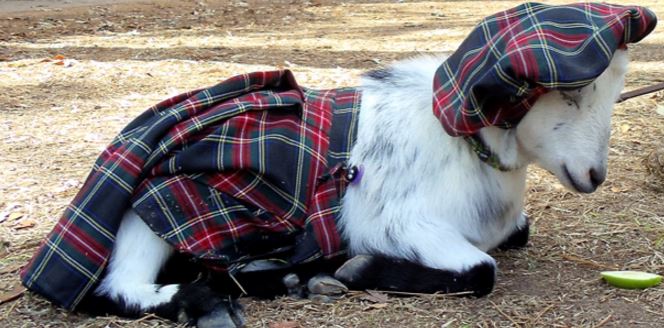 Smug scottish goat